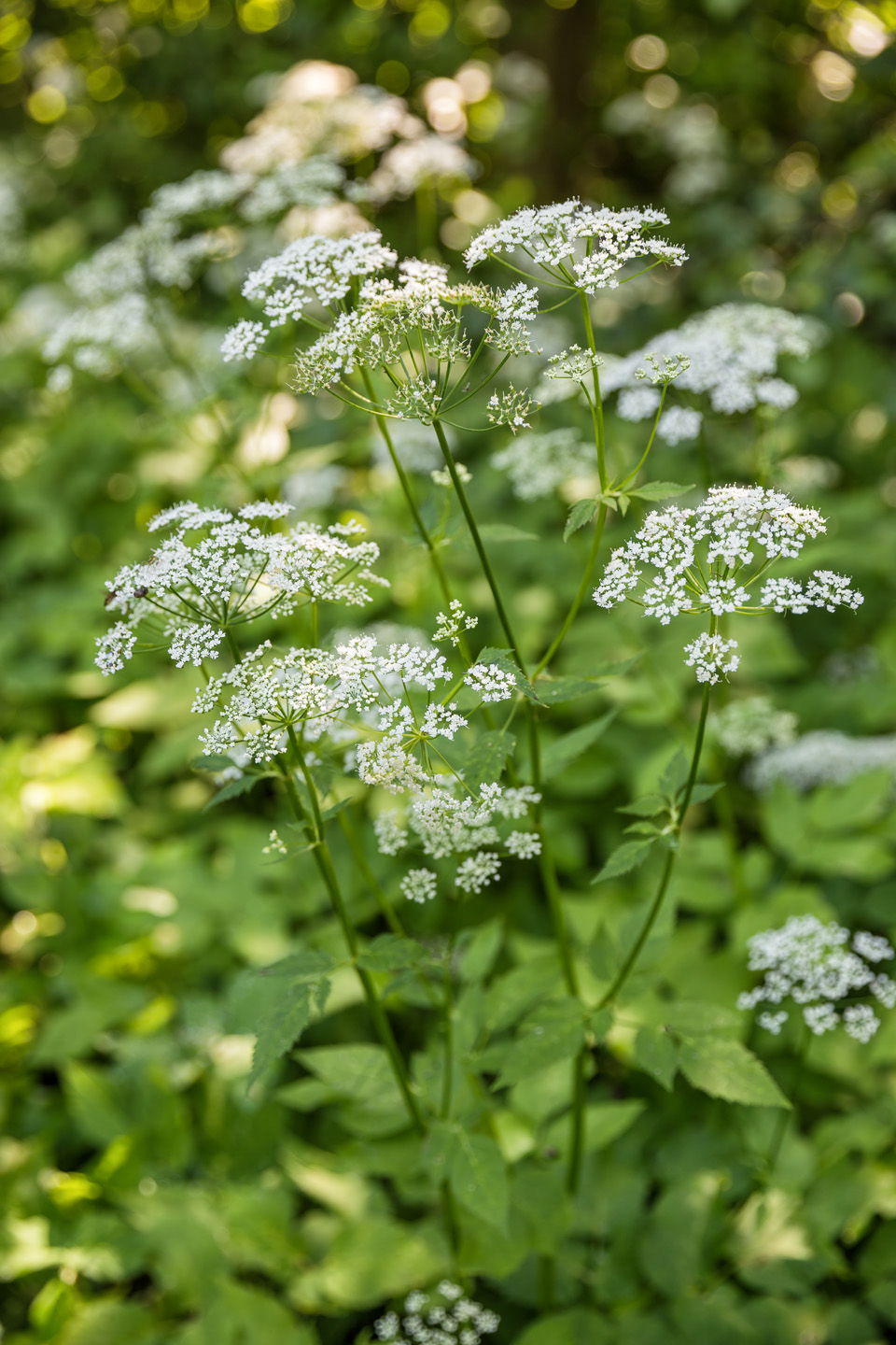 Gros plan sur des fleurs d’égopode