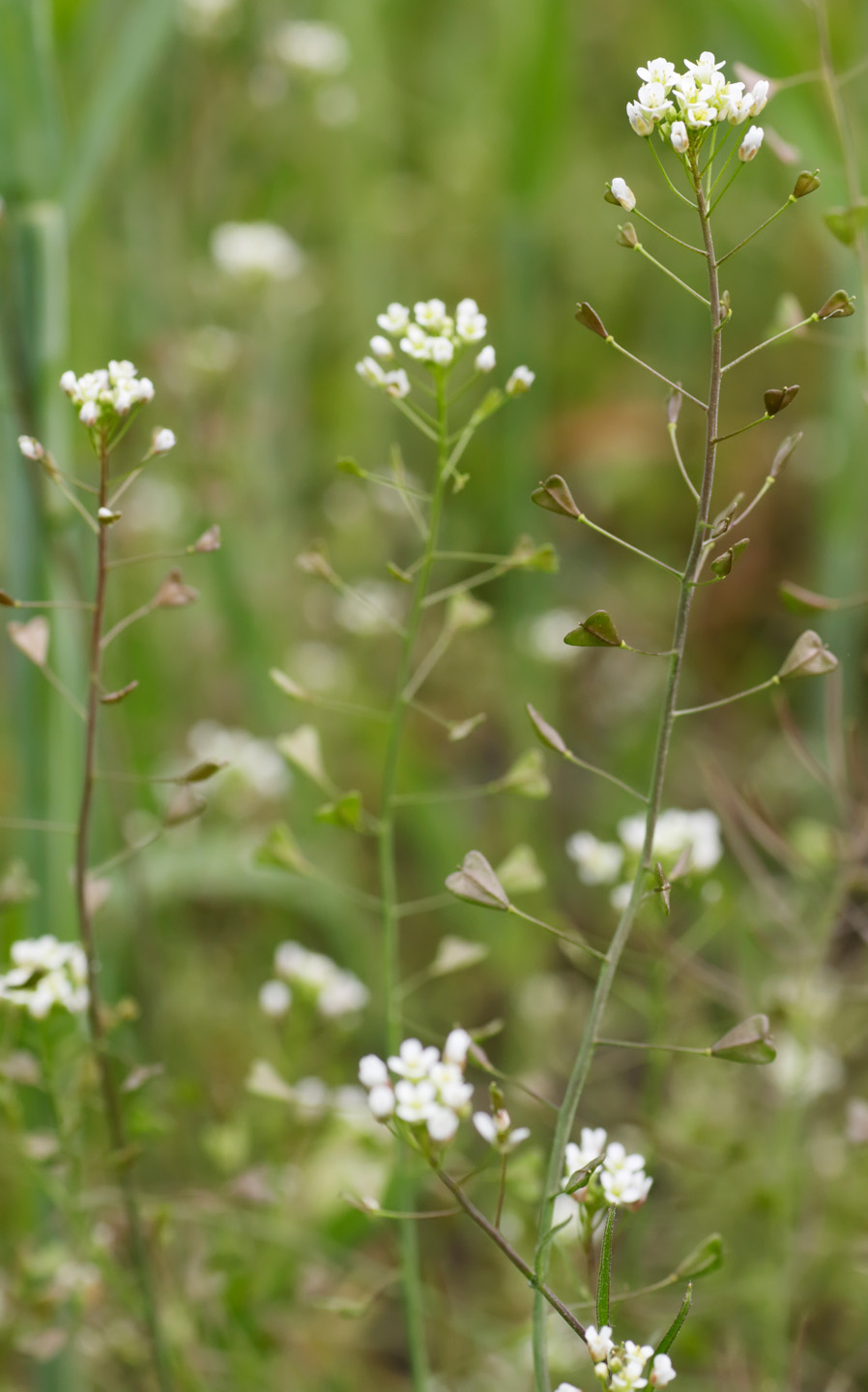 Gros plan sur des fleurs de bourse-à-pasteur
