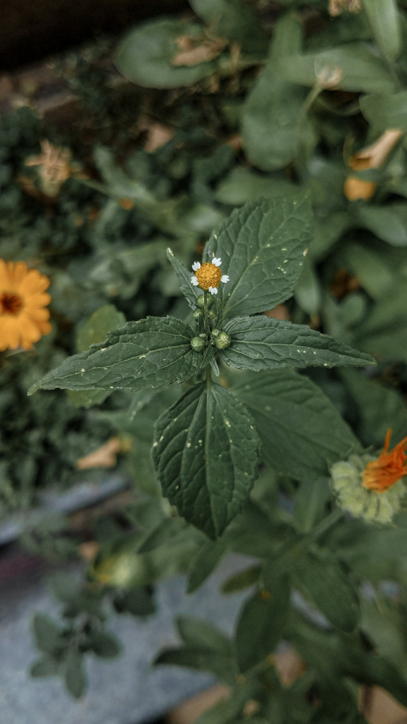Gros plan sur le galinsoga à petites fleurs