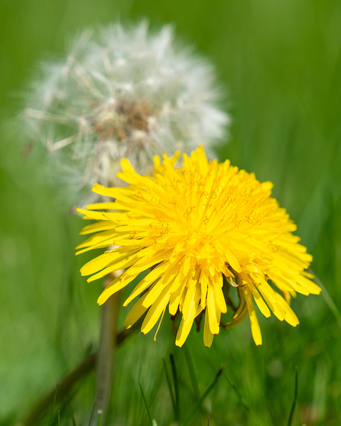 Fleur de pissenlit jaune à l’avant-plan, et une tête de graines d’une aigrette de pissenlit à l’arrière-plan