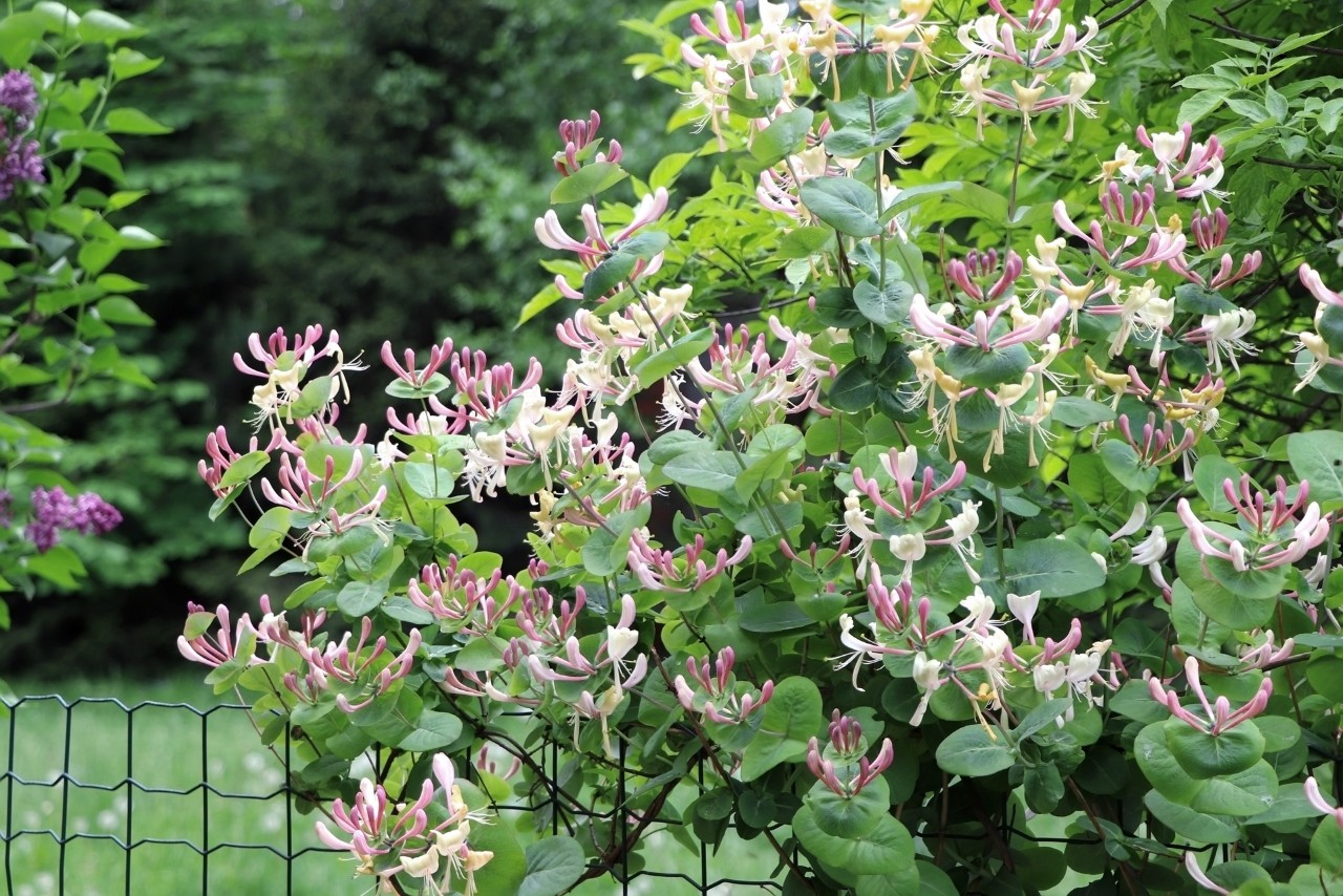Clôture brise-vue avec plante à vrilles en fleurs