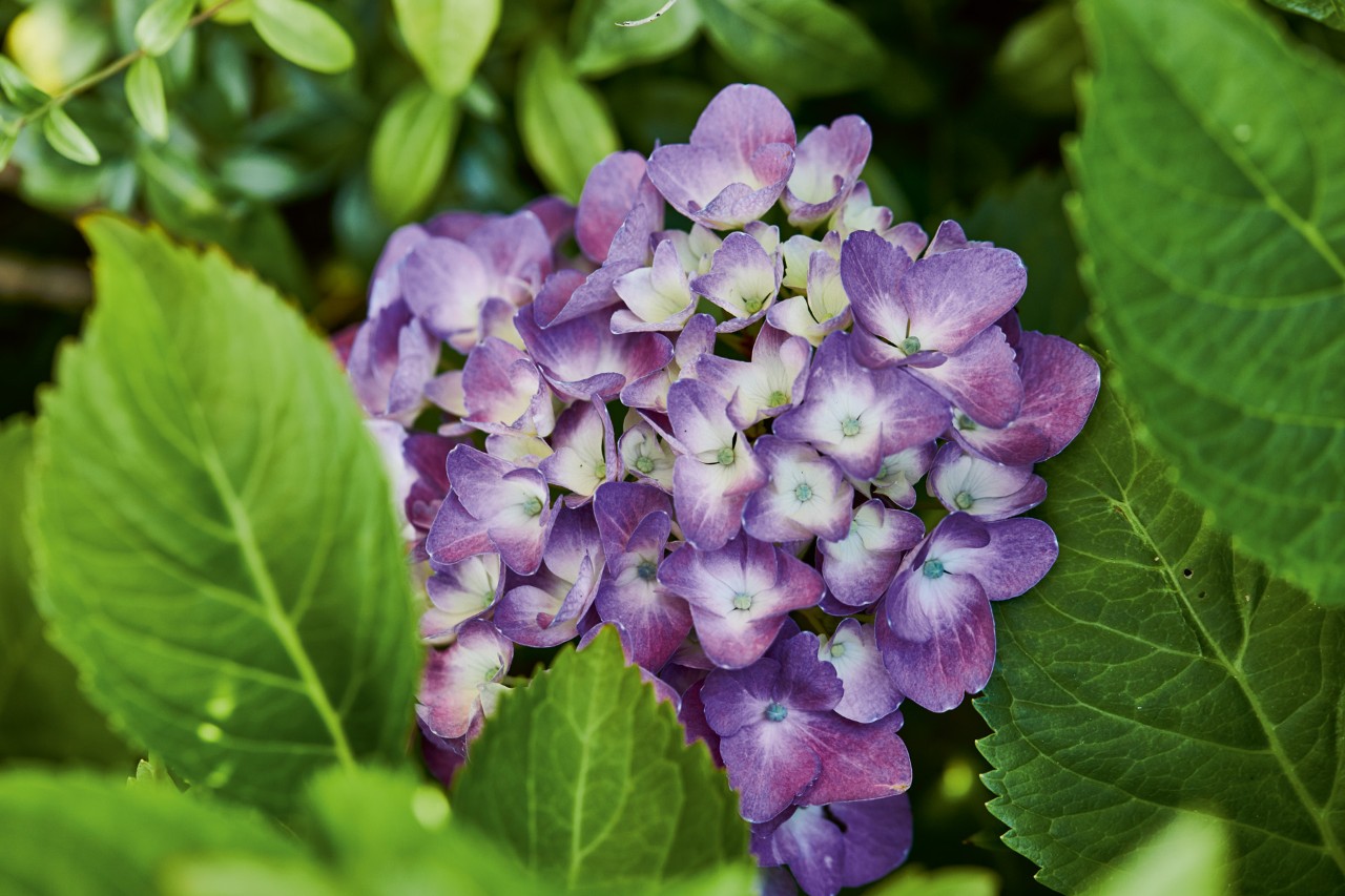 Gros plan sur un hortensia violet en fleurs