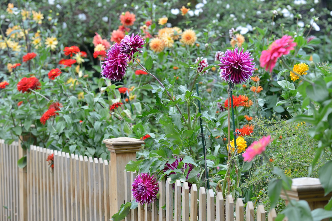 Dahlias à fleurs multicolores derrière une clôture brise-vue en bois 