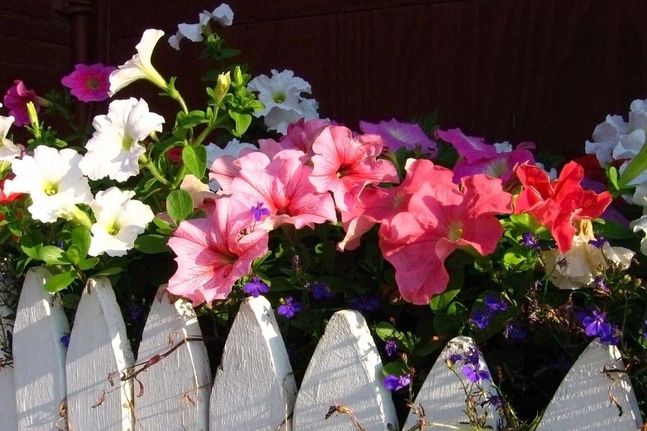 Jardinières aux fleurs d’été multicolores sur une clôture