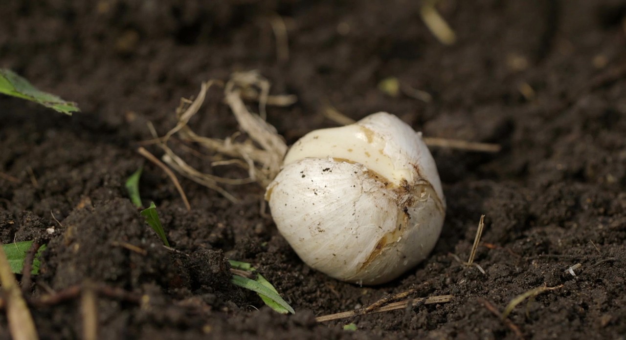 Gros plan sur un bulbe de fleurs dans un parterre de jardin