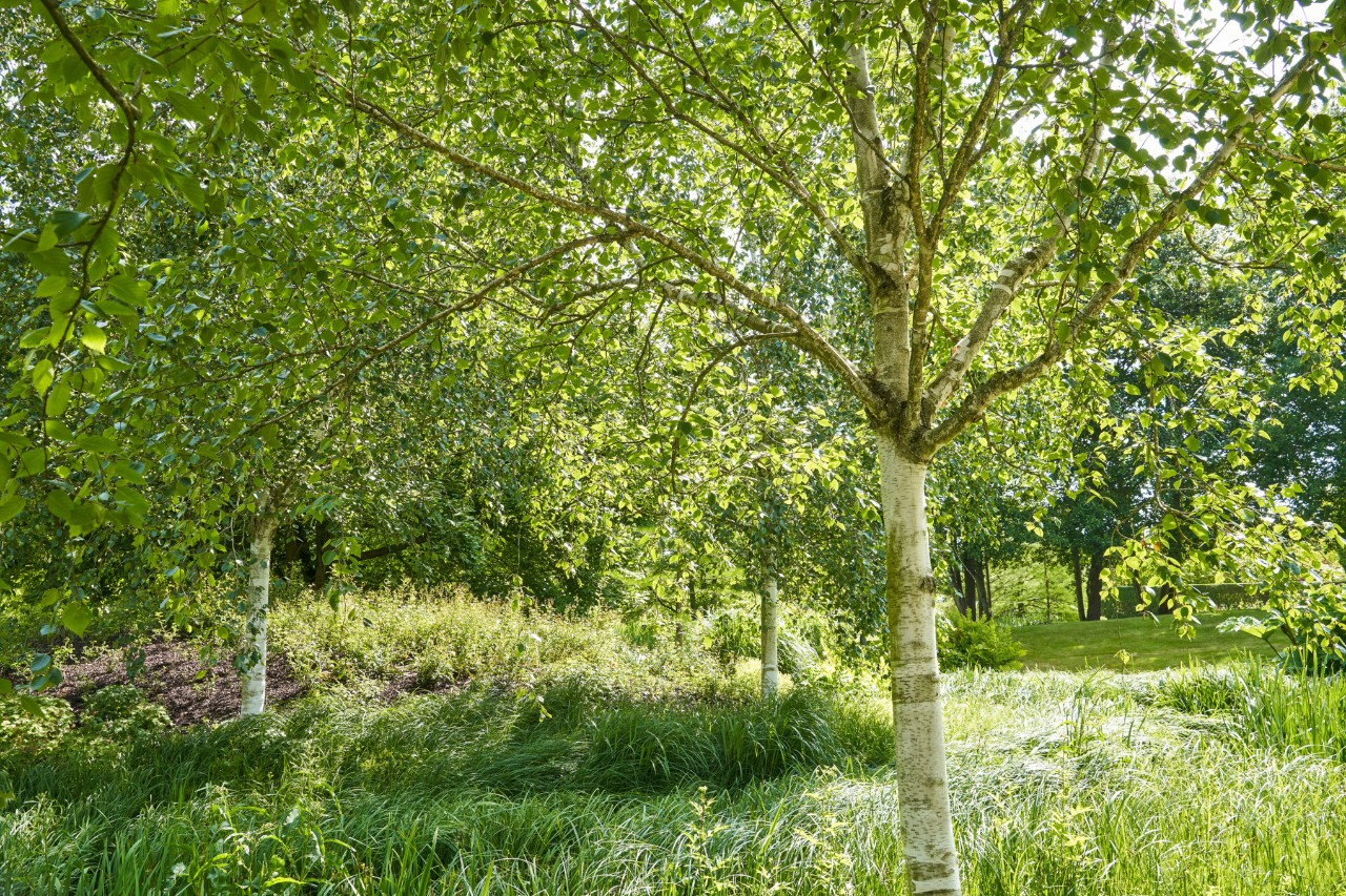 Bouleau sableux dans une prairie verte