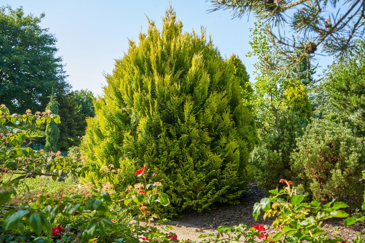Thuya jaune, entouré d’autres arbustes - arbre à feuillage persistant