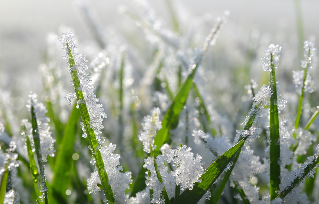 Tondre en hiver : Gros plan sur des brins d’herbe recouverts de givre et de flocons de neige