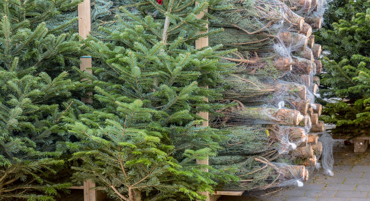 De nombreux sapins de Noël coupés, emballés et empilés, dont deux sont exposés