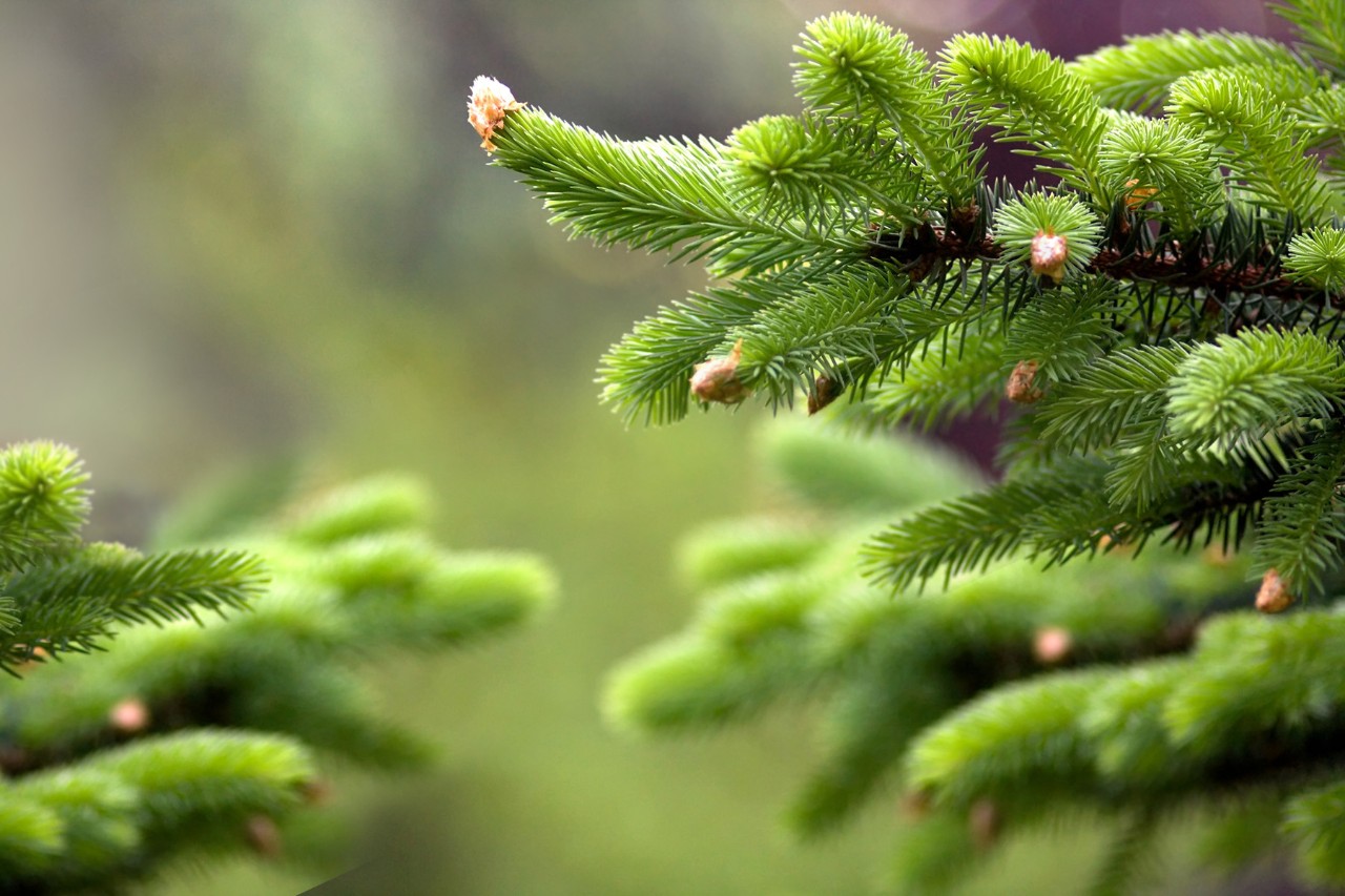 Gros plan sur les aiguilles vertes d’un sapin de Noël