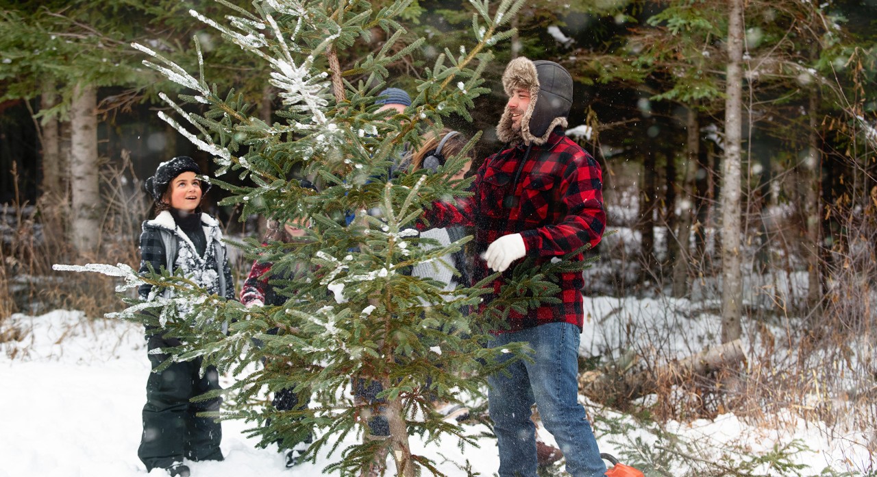 Une famille inspecte un sapin dans une pépinière d'arbres de Noël afin de couper eux-mêmes un arbre de Noël