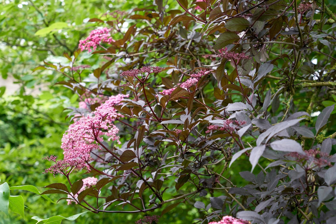 Sureau noir dans un jardin