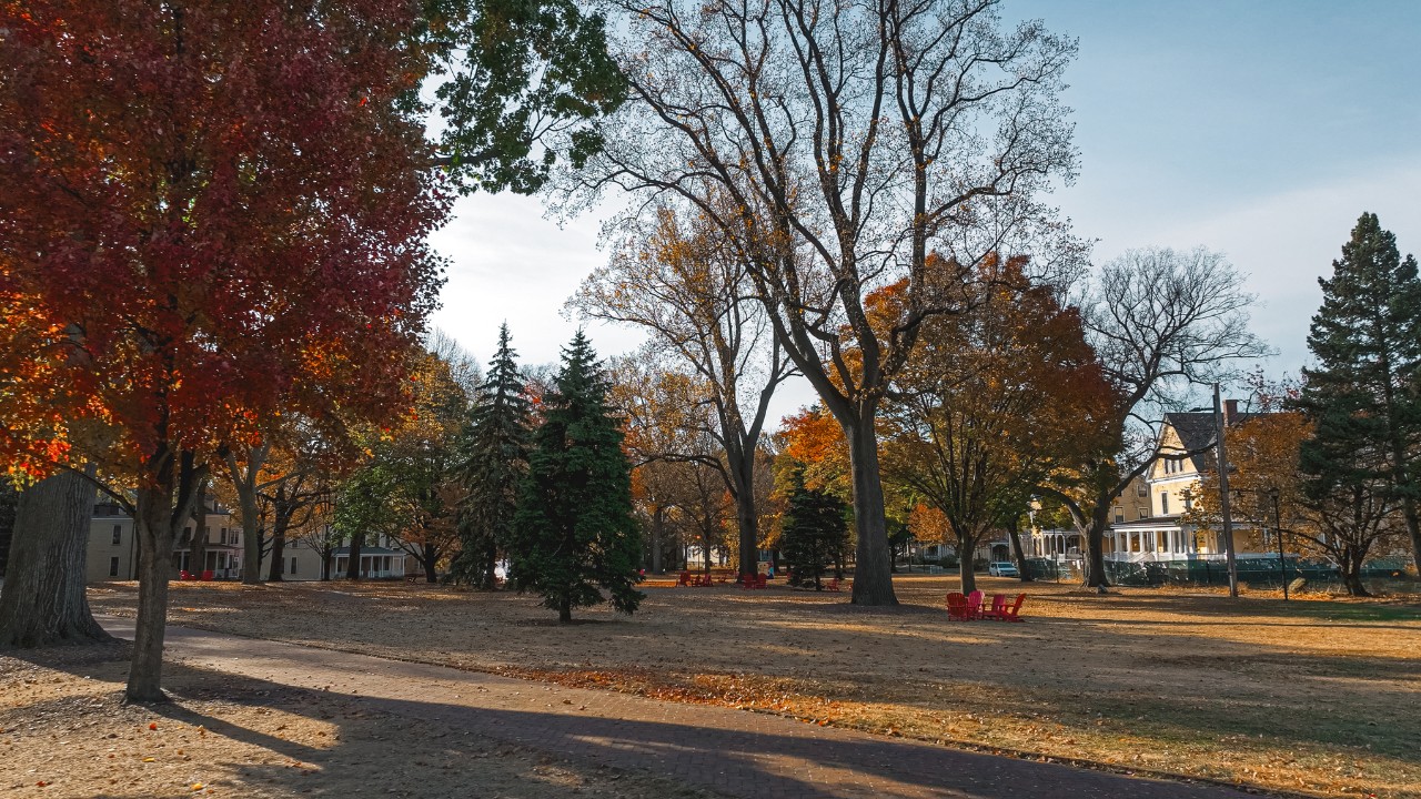 Vue sur les arbres de Governors Island