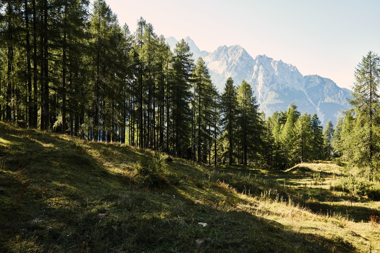 Paesaggio boschivo e montano