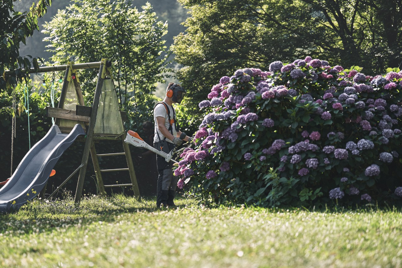 Un uomo che indossa protezioni per le orecchie e il viso in piedi davanti a un grande cespuglio di ortensie con un decespugliatore STIHL 