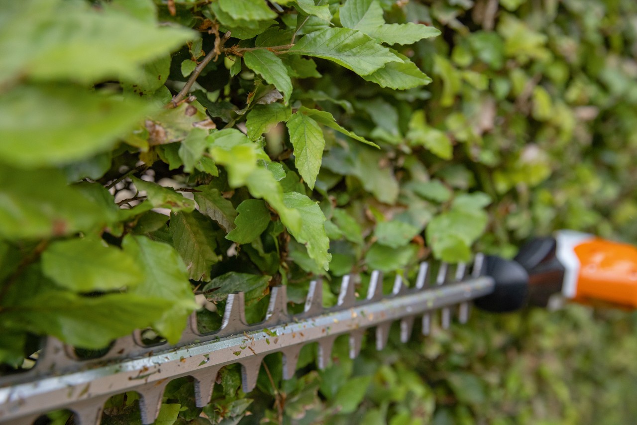 Primo piano di come tagliare una siepe con un tagliasiepi STIHL