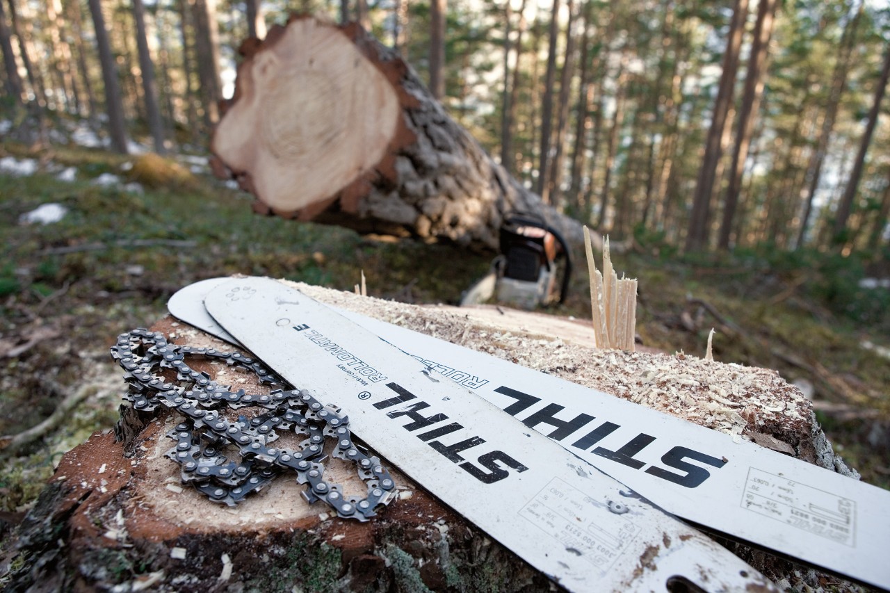 Catene e barre di guida STIHL su un ceppo d'albero nella foresta, sullo sfondo un albero appena tagliato 
