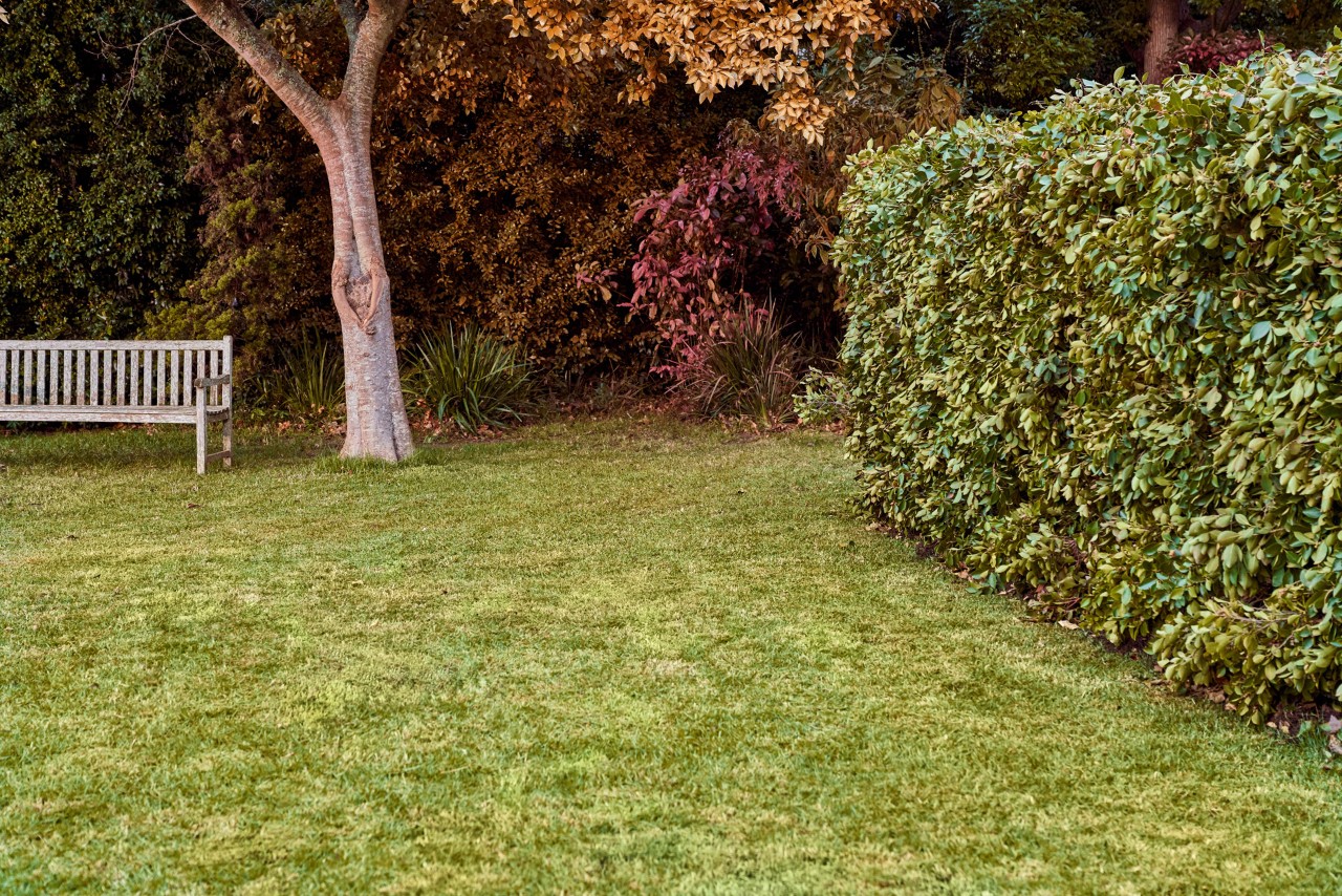 Una panca, alberi con foglie autunnali e siepe in un giardino curato dopo la cura del prato in autunno