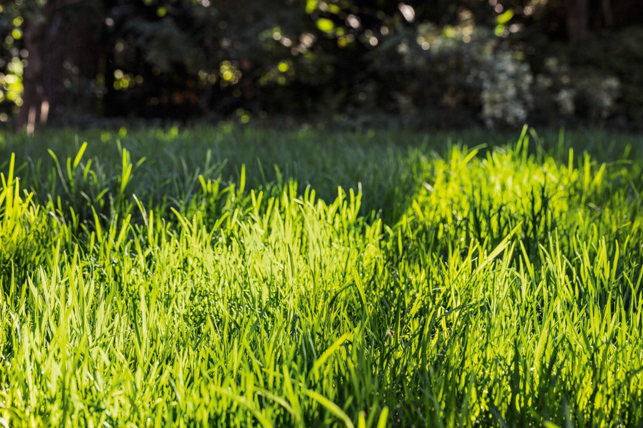 Erba verde alta prima della falciatura
