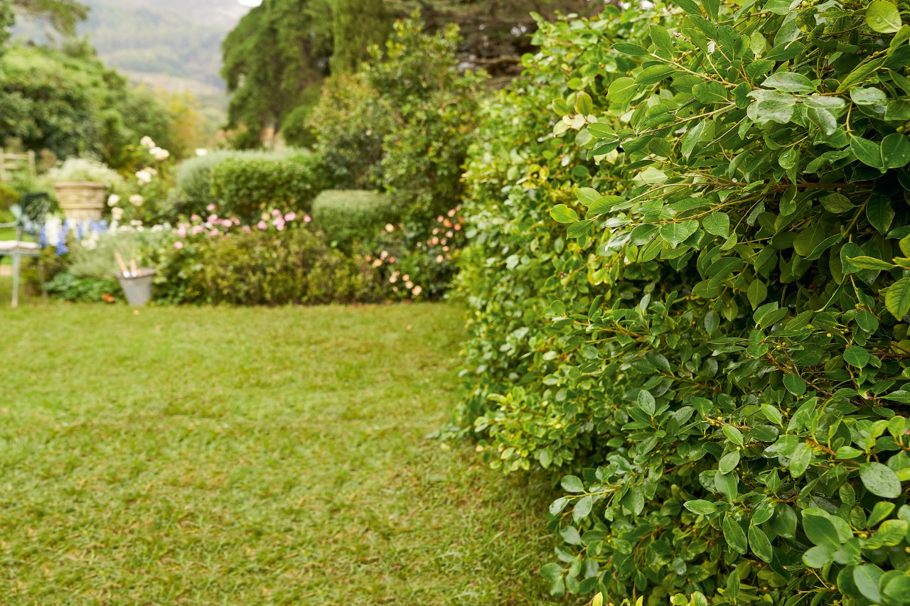 Terreno da giardino con siepe verde sformata prima del taglio 