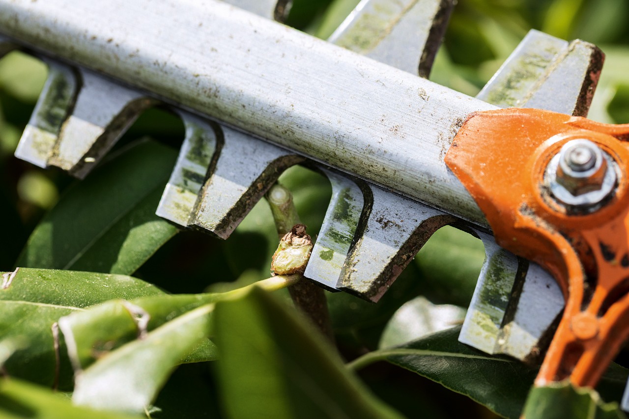 Primo piano di un tagliasiepi STIHL HS 82 davanti a una siepe