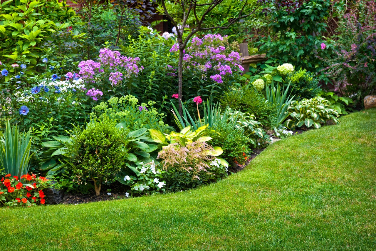 Variopinta aiuola di piante perenni all'interno di un giardino