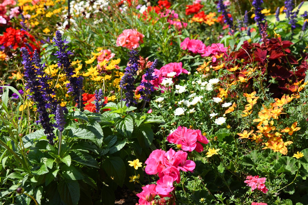 Aiuola con piante perenni con tanti fiori colorati