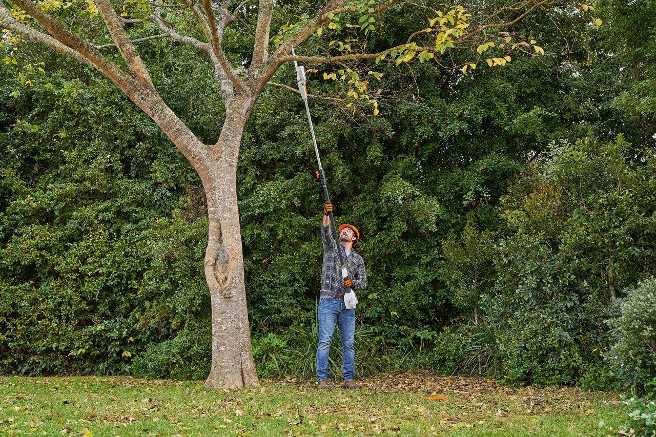 Un uomo taglia un ramo da un albero di latifoglie con il potatore ad asta a batteria STIHL HTA 56