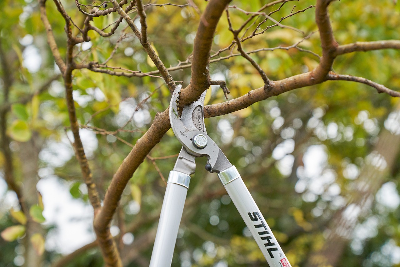  Una persona taglia un ramo dalla chioma di un albero con il troncarami STIHL Bypass PB 11