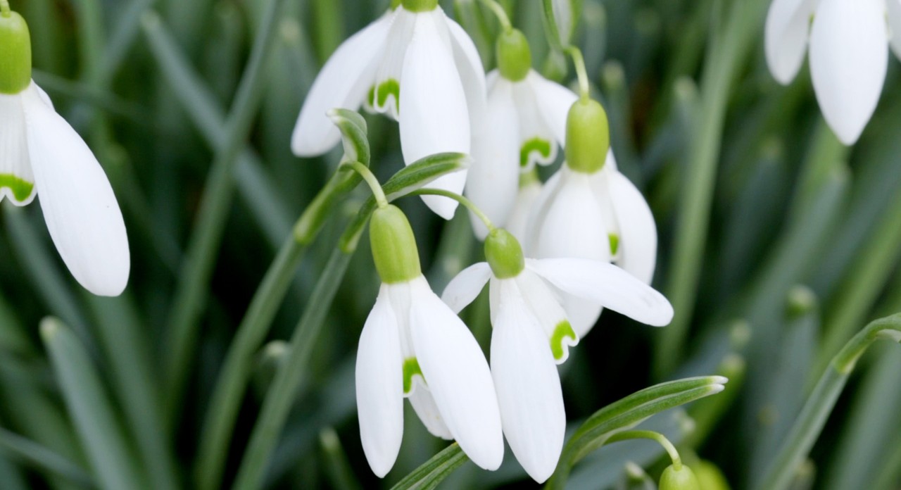 Fiori di bucaneve non ancora sbocciati