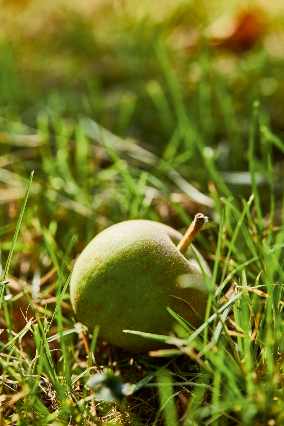 Primo piano di una mela verde in mezzo all'erba